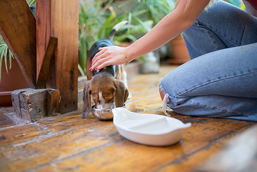 brown puppy drinking water from silver bowl brown puppy drinking water from silver bowl