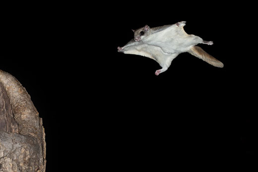 Southern Flying Squirrel in air, night time picture