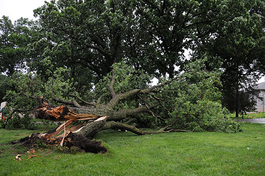 Large tree fallen over Large tree fallen over