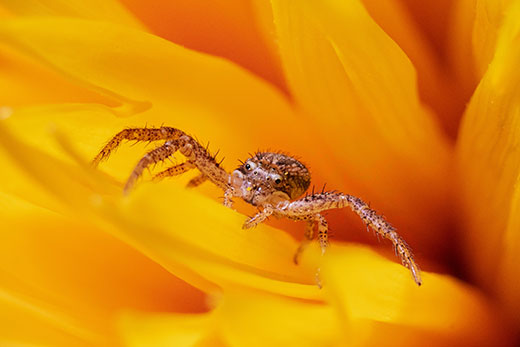 Spider on a bright yellow flower