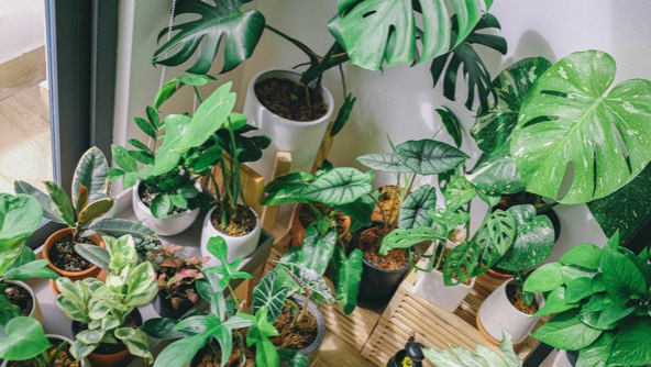Green house plants