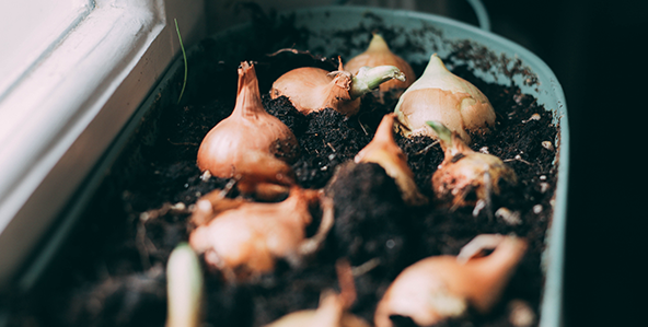 Purple graphic, K-State Research and Extension