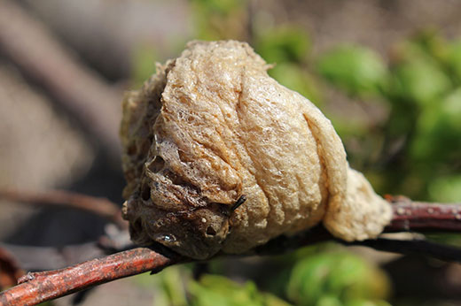 egg case, unhatched praying mantid egg case, unhatched praying mantid
