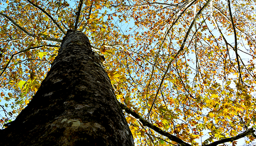 Purple graphic, K-State Research and Extension Purple graphic, K-State Research and Extension