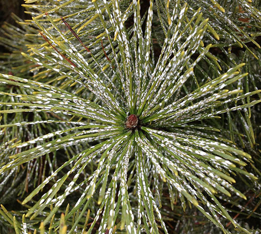 White specks may be indication of pine needle pest