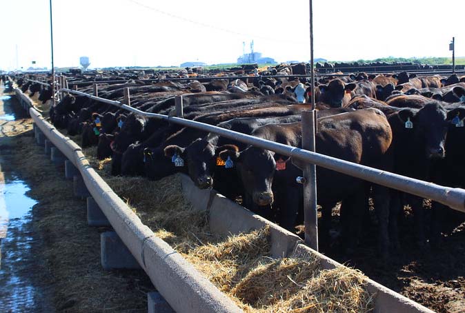 cattle on feed