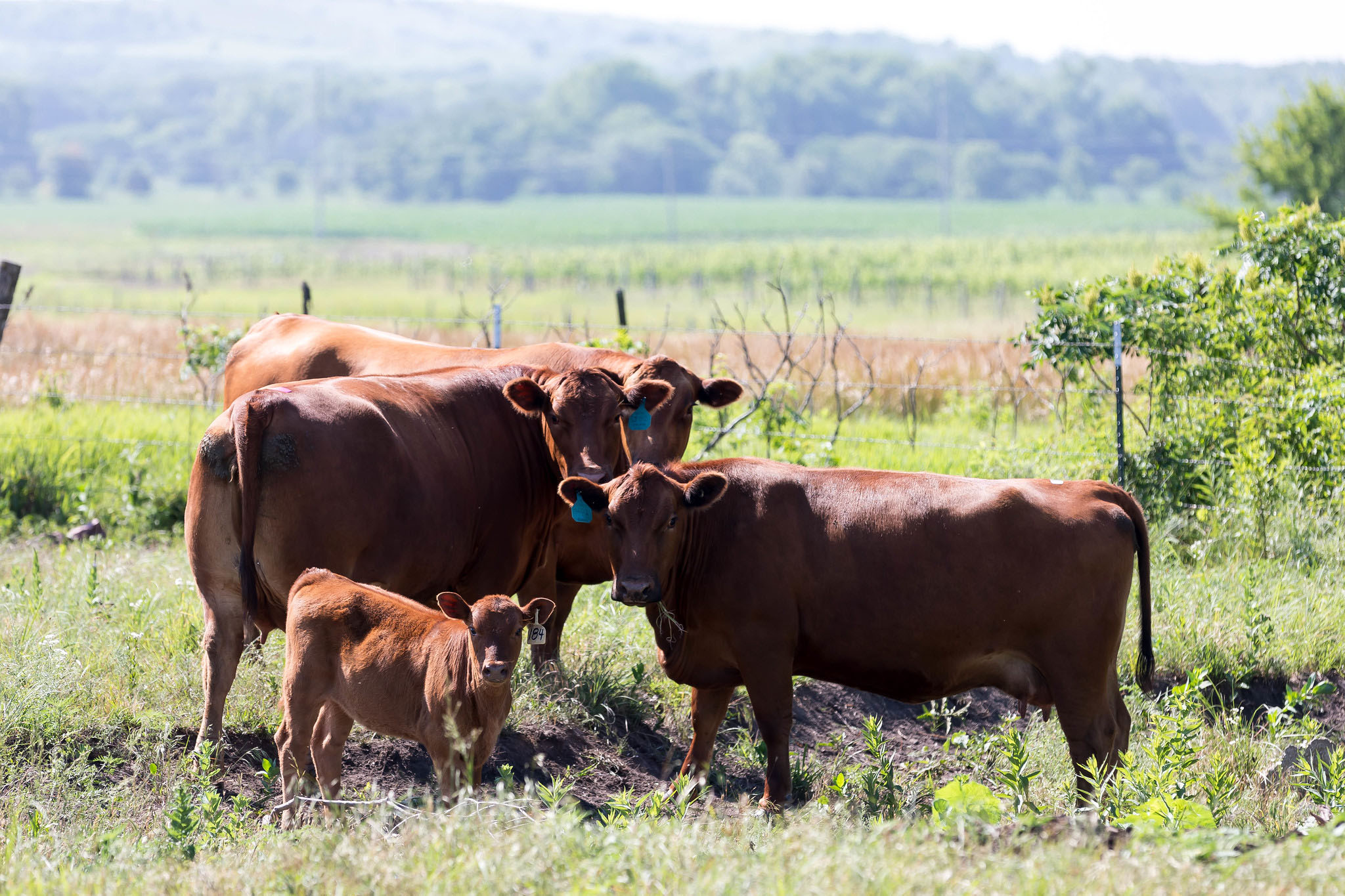 Red Angus Cows and Calves Red Angus Cows and Calves