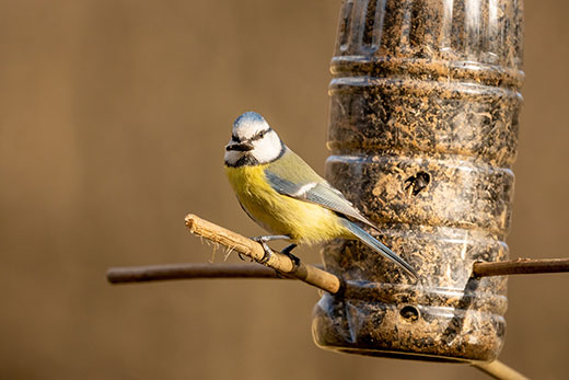 Yellow bird sitting on feeder pedestal Yellow bird sitting on feeder pedestal