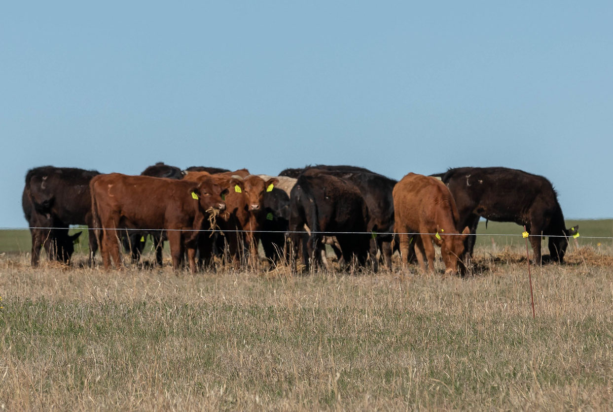 calves held by electric fence