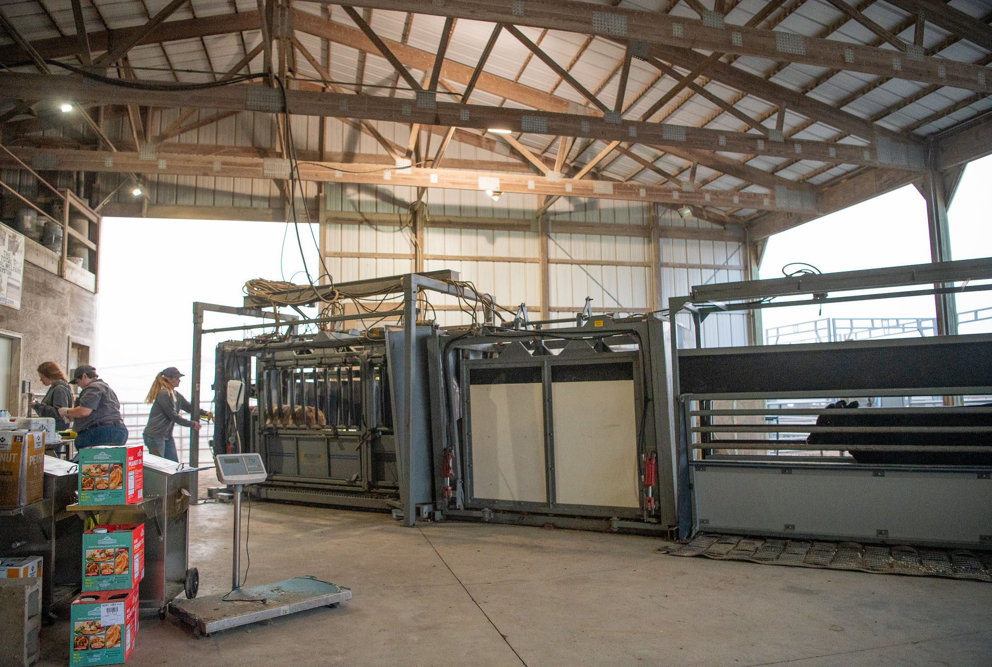 cattle handling cattle handling