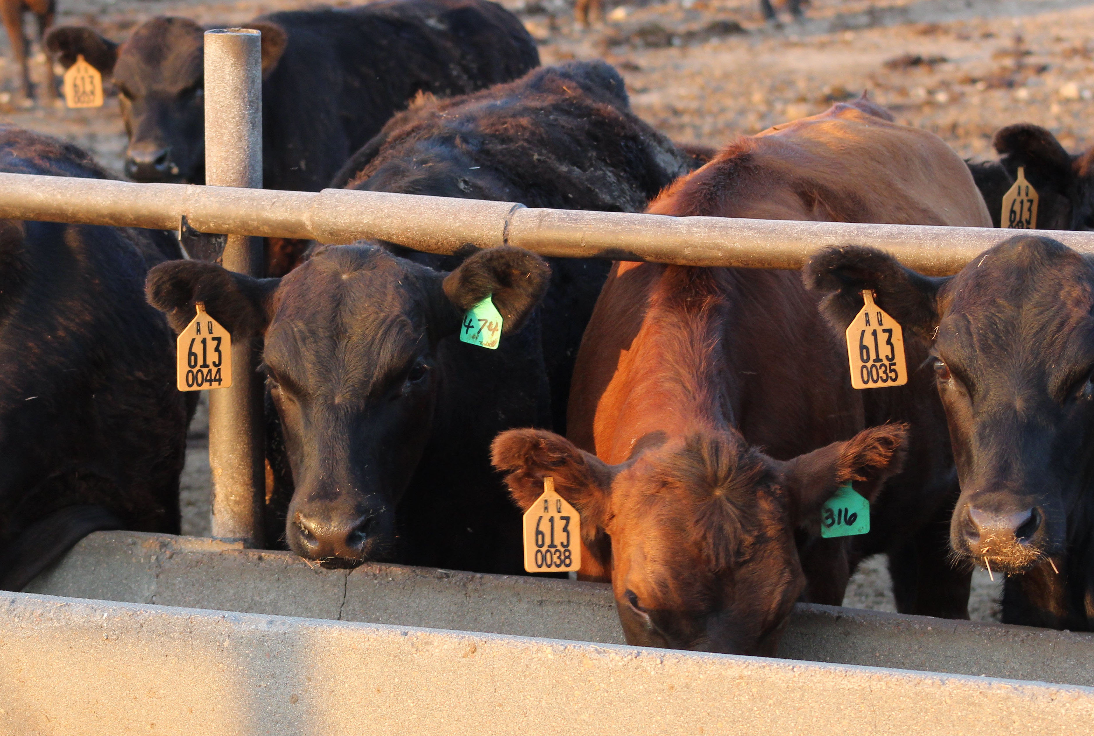 Cattle Chat How to promote good gut health