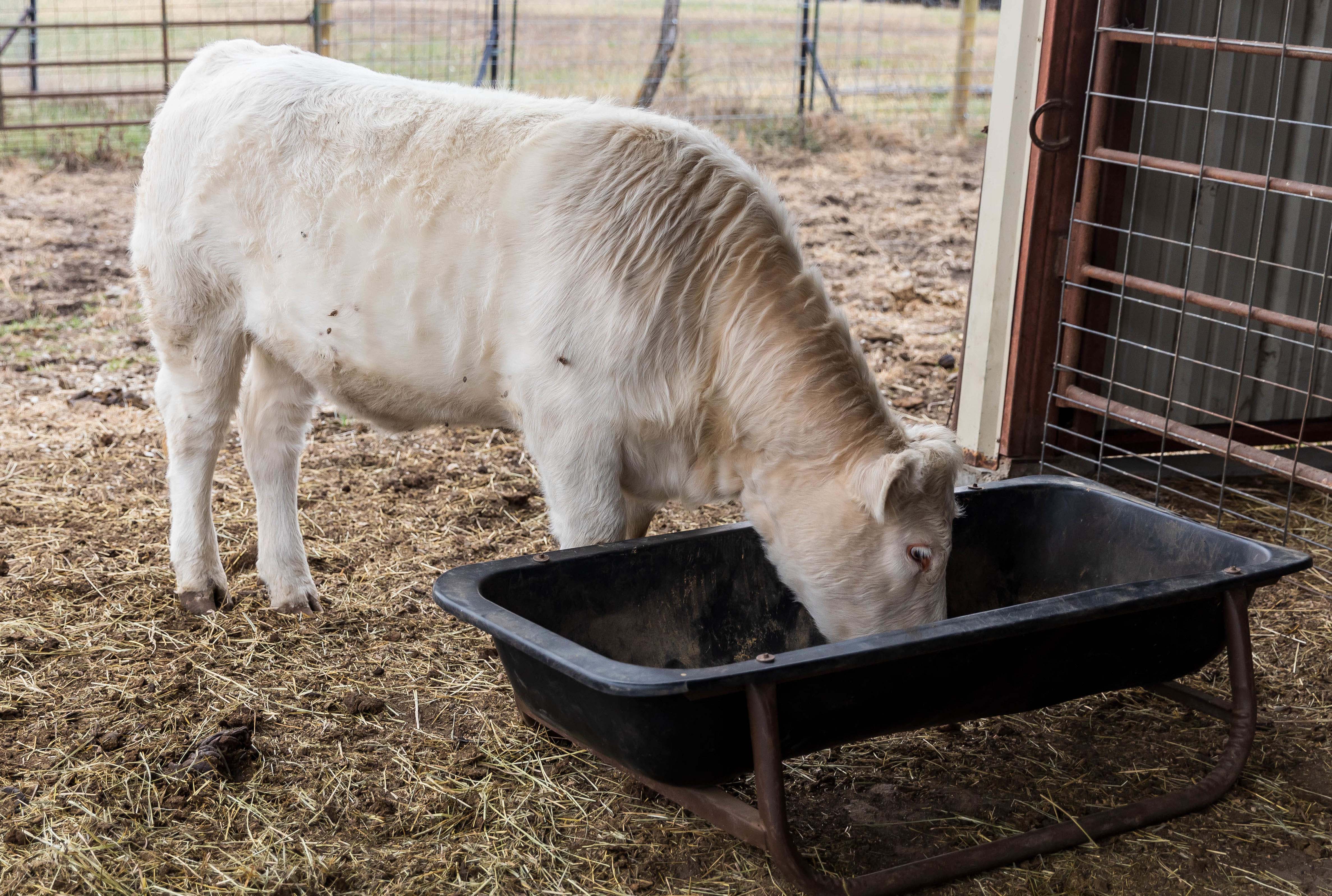Cattle Chat Options for feeding hay to newly weaned calves