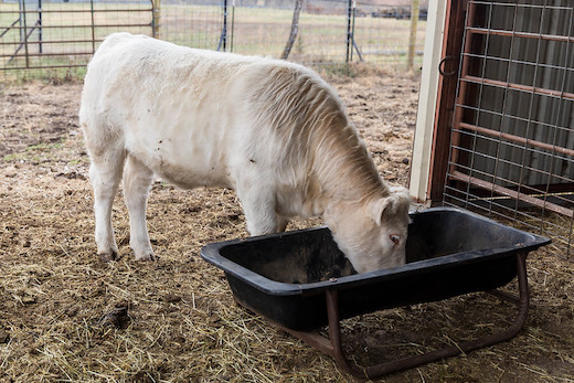 Heifer eating