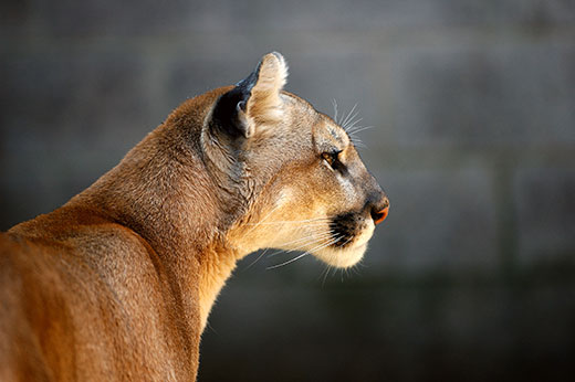 Side view of mountain lion