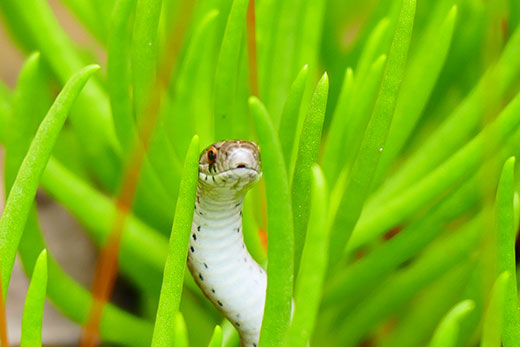 Snake poking his head out among green flora Snake poking his head out among green flora