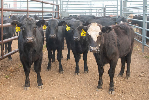 Stocker Calves Stocker Calves