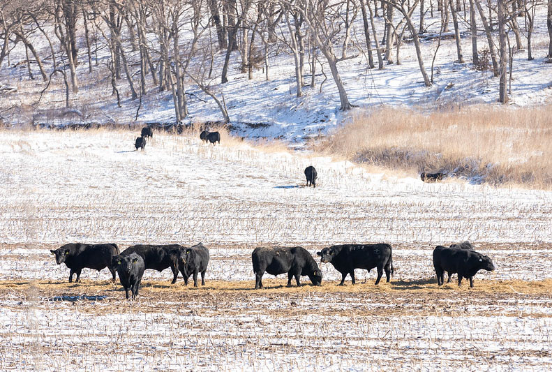 winter cattle cornstalk pasture