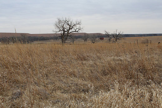 Trees on Kansas grassland Trees on Kansas grassland
