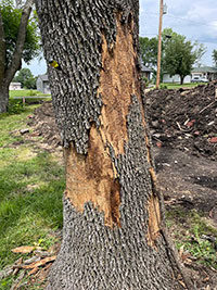 Damage to ash tree caused by emerald ash borer