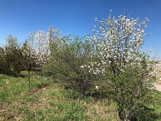 Row of callery pear trees Row of callery pear trees