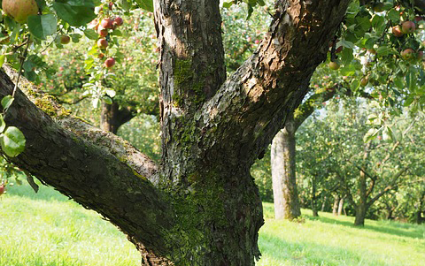 Fruit Tree Fruit Tree