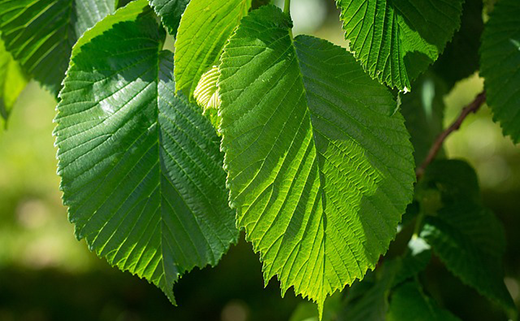 Elm Leaves Elm Leaves