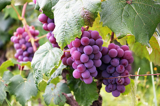 Purple grapes on the vine