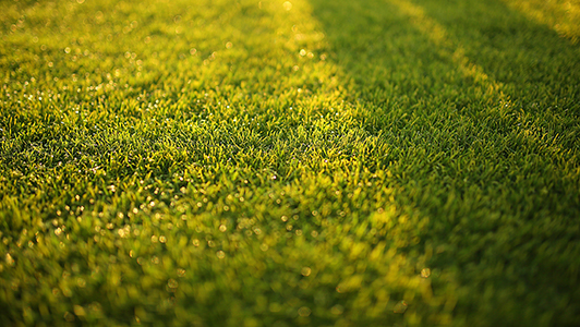 Green Lawn Green Lawn