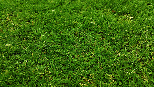Green Lawn
