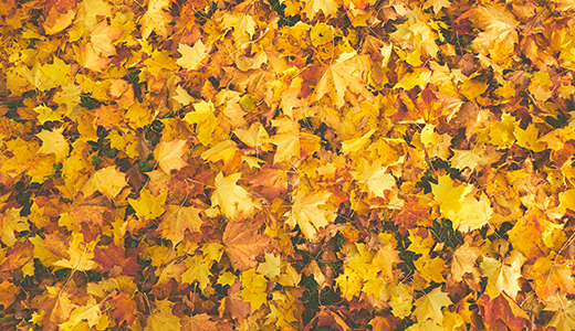 Fall Leaves