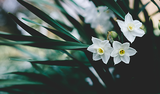 Purple graphic, K-State Research and Extension Purple graphic, K-State Research and Extension