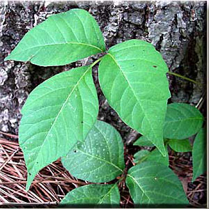 Western poison ivy