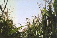 Infrared thermometer above corn